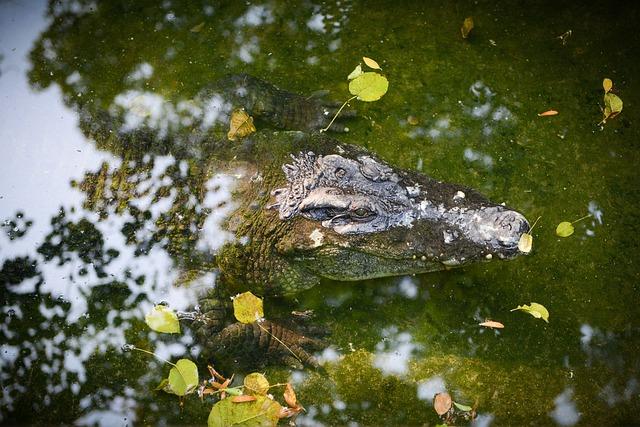 Exploring the Brilliant Lagoons ⁢and Irregular Flora and fauna of the Surrounding Pickle