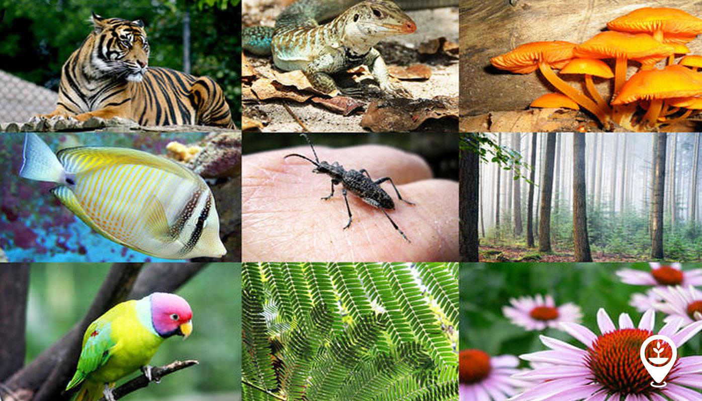 Stumble on the Biodiversity of the Amazon Rainforest