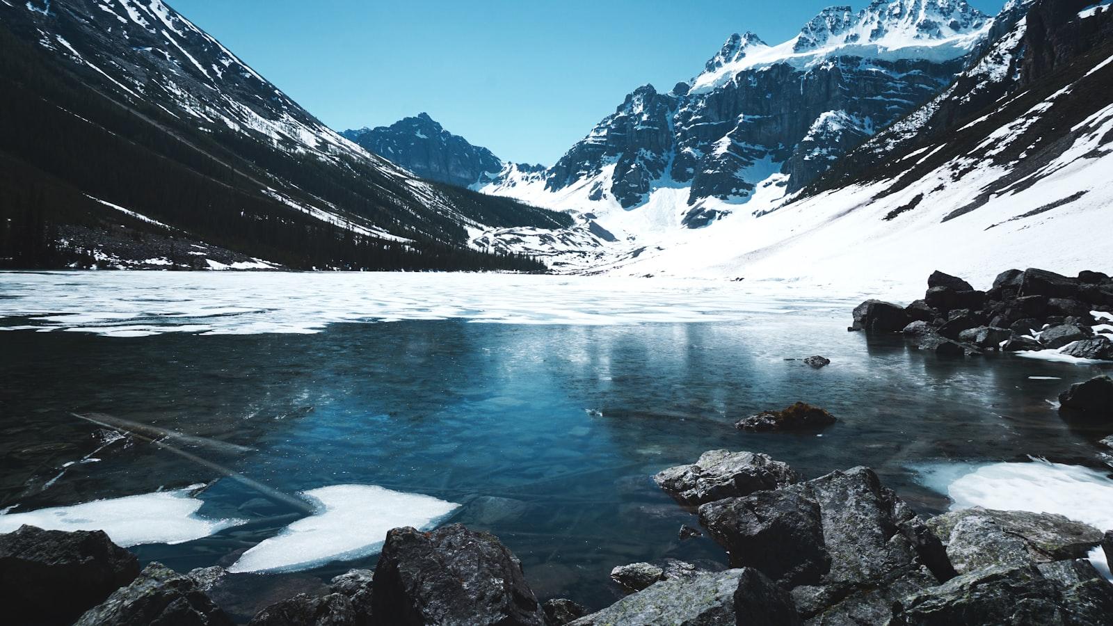 Exploring the Important Plants and fauna in Banff Nationwide Park