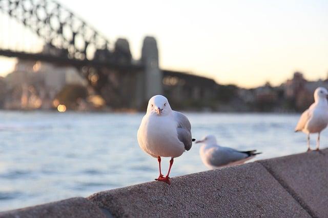 Immersing Your self in Sydney's Rich Aboriginal Historic past and Heritage