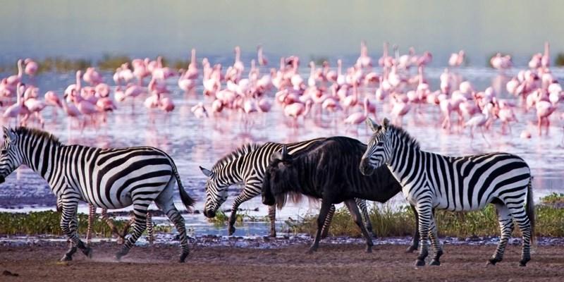 Unveiling the Majesty of ‌Lake Nakuru Nationwide Park