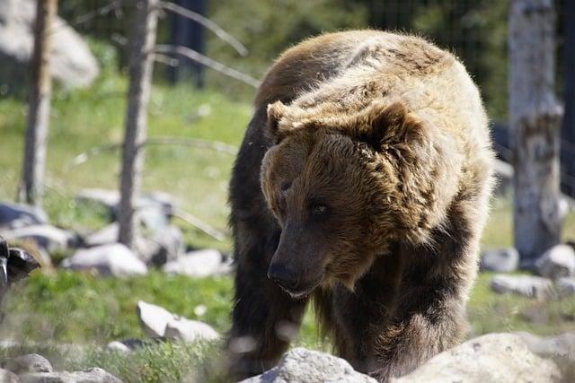 Immersing Oneself within the Plentiful Flowers and fauna of Yellowstone