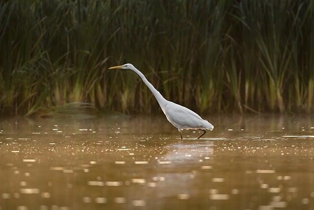 Embracing the Wild:⁢ Ravishing Natural‌ world of Lake Nakuru