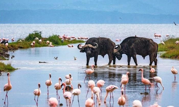 Discovering the Splendor of Lake Nakuru National Park, Kenya