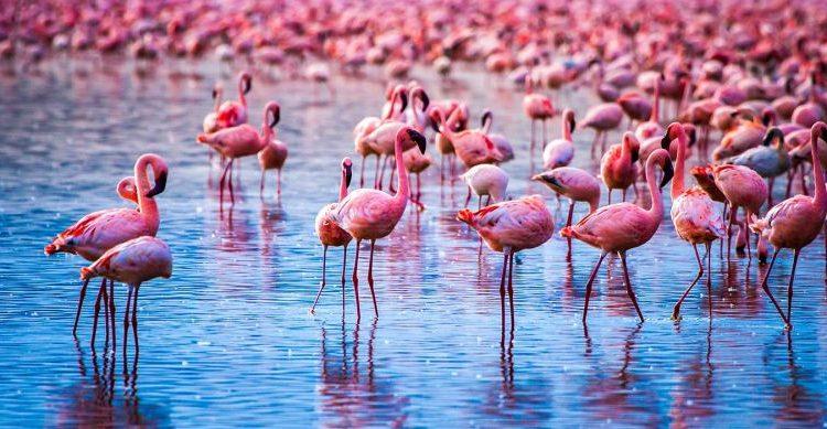 Lake⁣ Nakuru: A ⁢Birdwatcher's Paradise