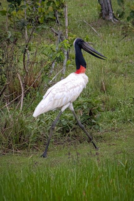 - Immersing Yourself ‌in⁢ the Rich Cultural Heritage ⁤of Pantanal, Brazil