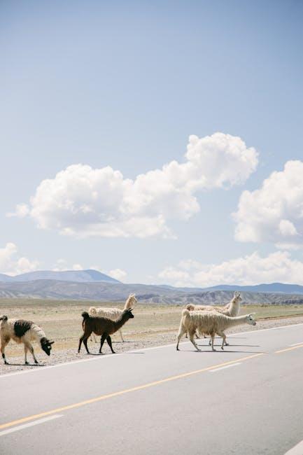 Exploring⁢ the Very top Activities and Sights in the Atacama Barren situation